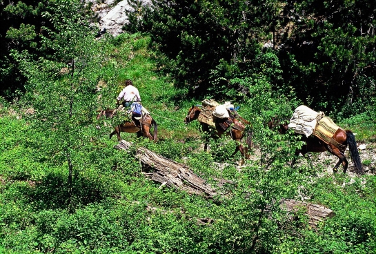 Lastpferde am Olymp in Makedonien